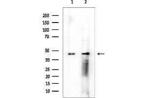 anti-Secernin 2 (SCRN2) (Internal Region) antibody