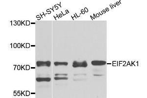 Western blot analysis of extracts of various cell lines, using EIF2AK1 antibody (ABIN1872476) at 1:1000 dilution. (EIF2AK1 antibody)