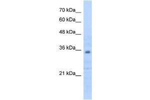 Prohibitin 2 antibody used at 0. (Prohibitin 2 antibody  (C-Term))