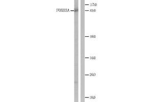 Western blot analysis of extracts from NIH/3T3 cells treated with using Serum. (FOXO3 antibody)