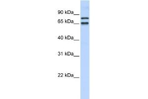 WB Suggested Anti-PHF20L1 Antibody Titration:  0. (PHF20L1 antibody  (N-Term))