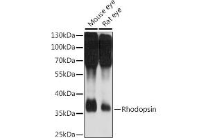 Western blot analysis of extracts of various cell lines, using Rhodopsindopsin antibody (ABIN7269975) at 1:1000 dilution. (Rho-related GTP-binding protein antibody  (C-Term))