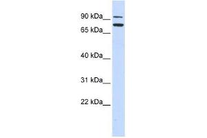 ZNF440 antibody used at 0. (ZNF440 antibody  (Middle Region))