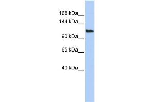 WB Suggested Anti-AFF3 Antibody Titration:  0. (AFF3 antibody  (Middle Region))