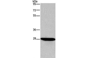 Western Blot analysis of HepG2 cell using FGF17 Polyclonal Antibody at dilution of 1:600