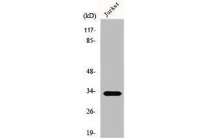 Western Blot analysis of HepG2 cells using ELOVL1 Polyclonal Antibody (ELOVL1 antibody  (Internal Region))