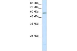 Western Blotting (WB) image for anti-Solute Carrier Family 30 (Zinc Transporter), Member 9 (SLC30A9) antibody (ABIN2460564) (SLC30A9 antibody)