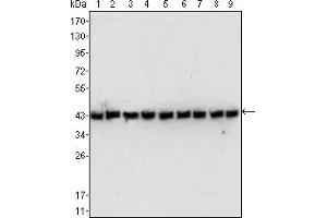 Western blot analysis using beta-Actin mouse mAb against NIH/3T3 (1), Jurkat (2), Hela (3), CHO (4), PC12 (5), HEK293 (6), COS (7), A549 (8) and MCF-7 (9) cell lysate. (beta Actin antibody)