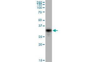 CD80 MaxPab polyclonal antibody. (CD80 antibody  (AA 1-288))