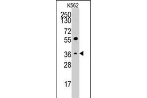 Western blot analysis of THPO polyclonal antibody  in K-562 cell line lysates (35 ug/lane).