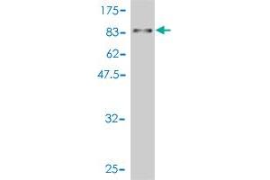 Western Blot detection against Immunogen (88. (WDR20 antibody  (AA 1-569))