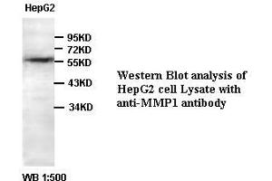 Image no. 1 for anti-Matrix Metallopeptidase 1 (Interstitial Collagenase) (MMP1) antibody (ABIN791151) (MMP1 antibody)