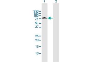 Western Blot analysis of DNAI2 expression in transfected 293T cell line by DNAI2 MaxPab polyclonal antibody.