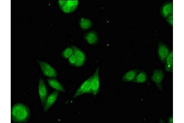 PARG antibody  (AA 1-348)
