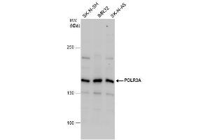 WB Image POLR3A antibody detects POLR3A protein by western blot analysis.