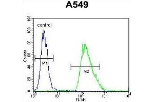 CMGA Antibody (C-term) flow cytometric analysis of A549 cells (right histogram) compared to a negative control cell (left histogram).