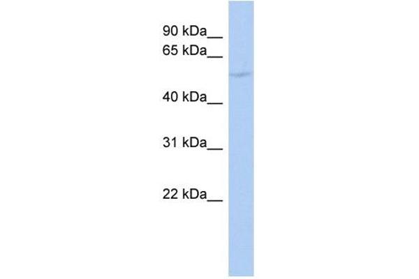 ZBTB25 antibody  (Middle Region)
