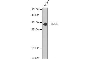 Western blot analysis of extracts of MCF7 cells using SDC4 Polyclonal Antibody at dilution of 1:1000. (SDC4 antibody)