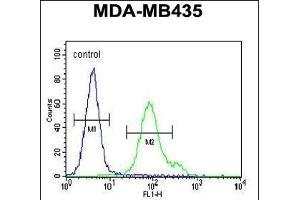 Nephrin Antibody  (ABIN654375 and ABIN2844129) flow cytometric analysis of MDA-M cells (right histogram) compared to a negative control cell (left histogram). (Nephrin antibody  (Tyr1210))