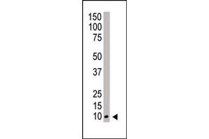 Western blot analysis of NEDD8 polyclonal antibody (ABIN388037 and ABIN2845525) in HeLa cell lysate. (NEDD8 antibody  (N-Term))