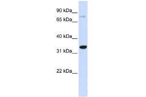 WB Suggested Anti-POU5F1 Antibody Titration:  0. (OCT4 antibody  (Middle Region))