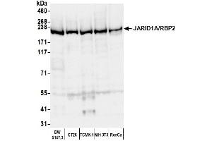 anti-Lysine (K)-Specific Demethylase 5A (KDM5A) (AA 1640-1690) antibody