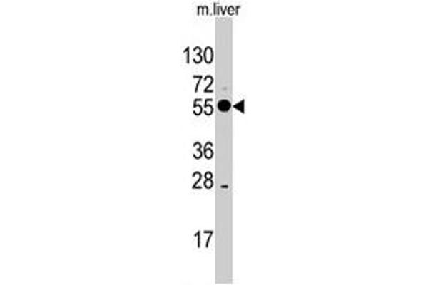 ALDH8A1 antibody  (C-Term)