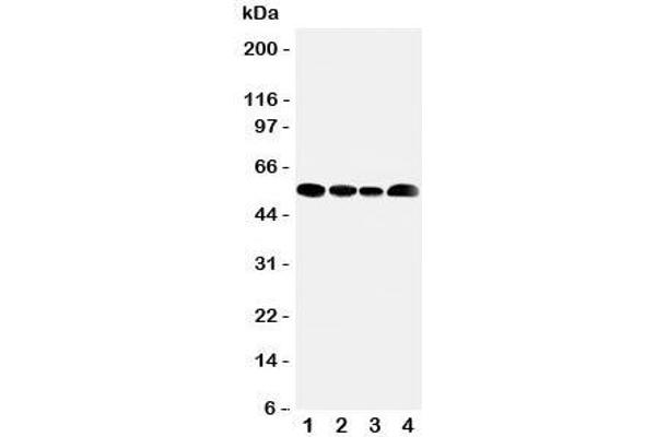 SLC16A4 anticorps  (N-Term)