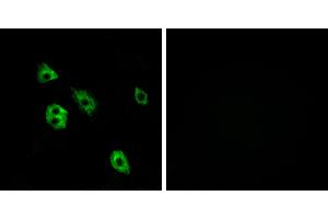 Peptide - +Western blot analysis of extracts from HUVEC cells, using GPR27 antibody. (GPR27 antibody  (Internal Region))