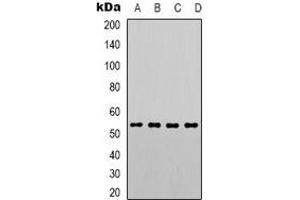 Western blot analysis of PTEN (pS380/T382/T383) expression in Hela (A), A431 (B), MCF7 (C), RAW264.