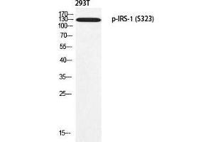 Western Blot (WB) analysis of 293T using p-IRS-1 (S323) antibody. (IRS1 antibody  (pSer323))