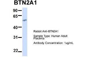 BTN2A1 antibody  (N-Term)