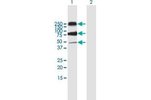 Western Blot analysis of CD68 expression in transfected 293T cell line by CD68 MaxPab polyclonal antibody. (CD68 antibody  (AA 1-354))