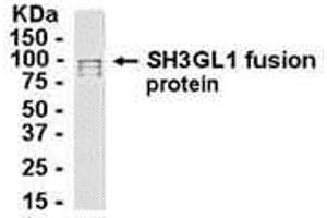 Western Blotting (WB) image for anti-SH3-Domain GRB2-Like 1 (SH3GL1) (AA 1-360) antibody (ABIN2468136) (SH3GL1 antibody  (AA 1-360))