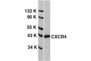 Image no. 1 for anti-Chemokine (C-X-C Motif) Receptor 4 (CXCR4) (N-Term) antibody (ABIN201184) (CXCR4 antibody  (N-Term))