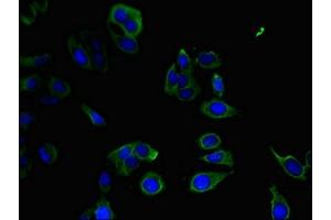 Immunofluorescent analysis of Hela cells using ABIN7165923 at dilution of 1:100 and Alexa Fluor 488-congugated AffiniPure Goat Anti-Rabbit IgG(H+L) (PPP1R12C antibody  (Regulatory Subunit 12C))