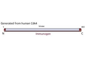 Image no. 1 for anti-Cyclin-Dependent Kinase 4 (CDK4) (N-Term) antibody (ABIN967650) (CDK4 antibody  (N-Term))