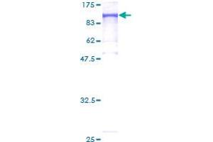 Image no. 1 for MutL Homolog 1 (MLH1) (AA 1-756) protein (GST tag) (ABIN1311004)