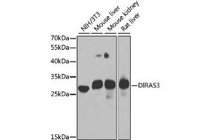 Western blot analysis of extracts of various cell lines, using DIRAS3 antibody. (DIRAS3 antibody)