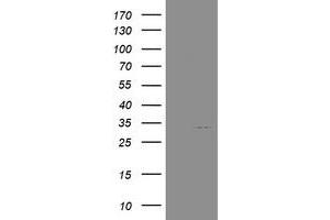 Image no. 2 for anti-N-Acetylneuraminic Acid Phosphatase (NANP) antibody (ABIN1499638) (NANP antibody)