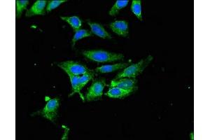 Immunofluorescent analysis of Hela cells using ABIN7154998 at dilution of 1:100 and Alexa Fluor 488-congugated AffiniPure Goat Anti-Rabbit IgG(H+L) (Hemopexin antibody  (AA 32-254))