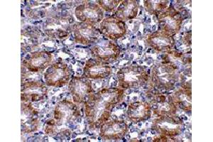 Immunohistochemistry of MTCH2 in mouse kidney tissue with MTCH2 polyclonal antibody  at 5 ug/mL . (MTCH2 antibody  (N-Term))