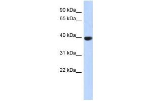 AURKC antibody used at 1 ug/ml to detect target protein.