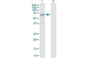 Western Blot analysis of IRX3 expression in transfected 293T cell line by IRX3 MaxPab polyclonal antibody. (IRX3 antibody  (AA 1-501))