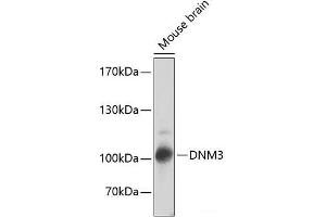 Western blot analysis of extracts of Mouse brain using DNM3 Polyclonal Antibody at dilution of 1:2000. (Dynamin 3 antibody)