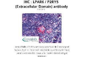 Image no. 1 for anti-Lysophosphatidic Acid Receptor 6 (LPAR6) (2nd Extracellular Domain) antibody (ABIN1736531) (LPAR6 antibody  (2nd Extracellular Domain))