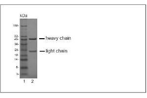 SDS-PAGE analysis of purified K? (EPH Receptor A2 antibody)