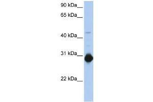 Western Blotting (WB) image for anti-Ras Homolog Gene Family, Member U (RHOU) antibody (ABIN2458570)