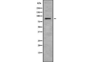 Western blot analysis of Rsk-4 using K562 whole cell lysates (RPS6KA6 antibody  (C-Term))