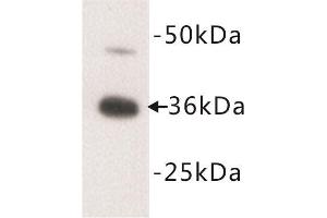 Western Blotting (WB) image for anti-Apolipoprotein E (APOE) antibody (ABIN1846738) (APOE antibody)